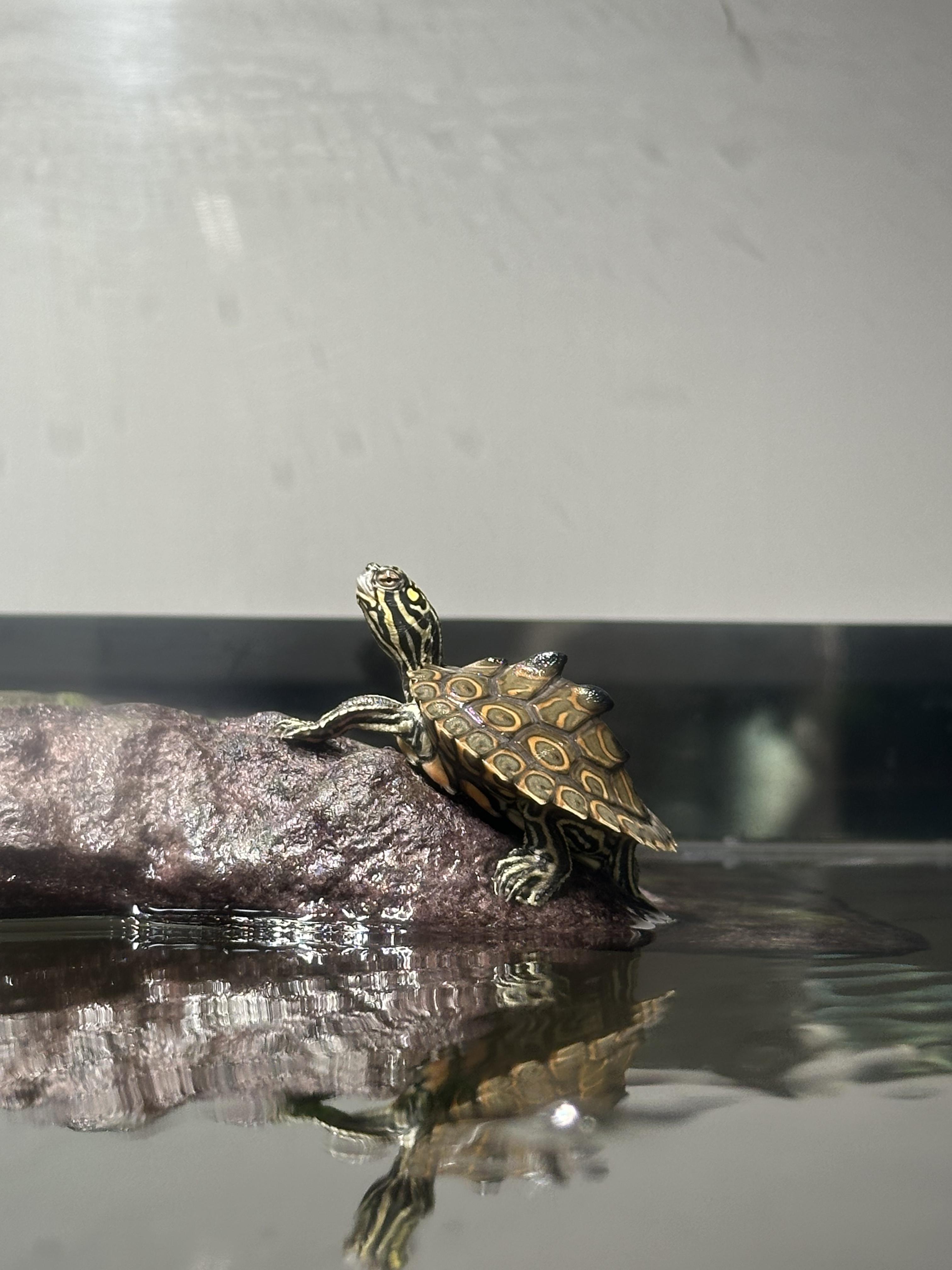 Audubon Aquarium Gives Rare Turtles Head Start