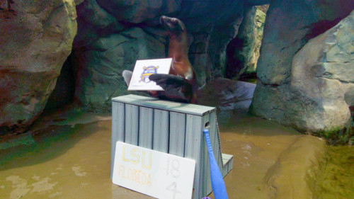 Audubon Zoo Sea Lions Celebrate LSU Win
