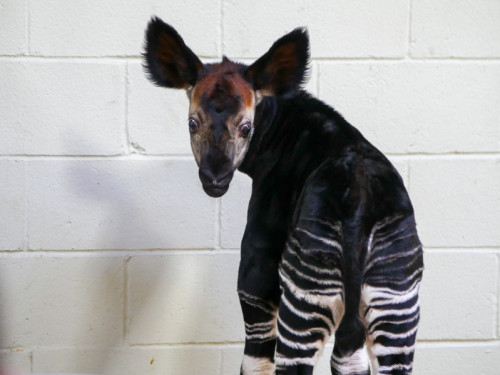 Critically Endangered Okapi Calf Born at Freeport-McMoRan Audubon Species Survival Center