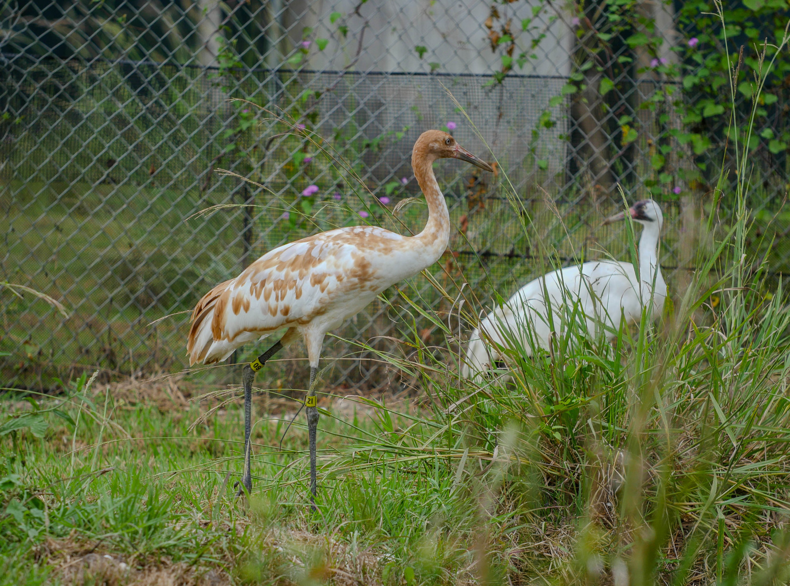 Dallas Whooping Crane 9.28.23-8