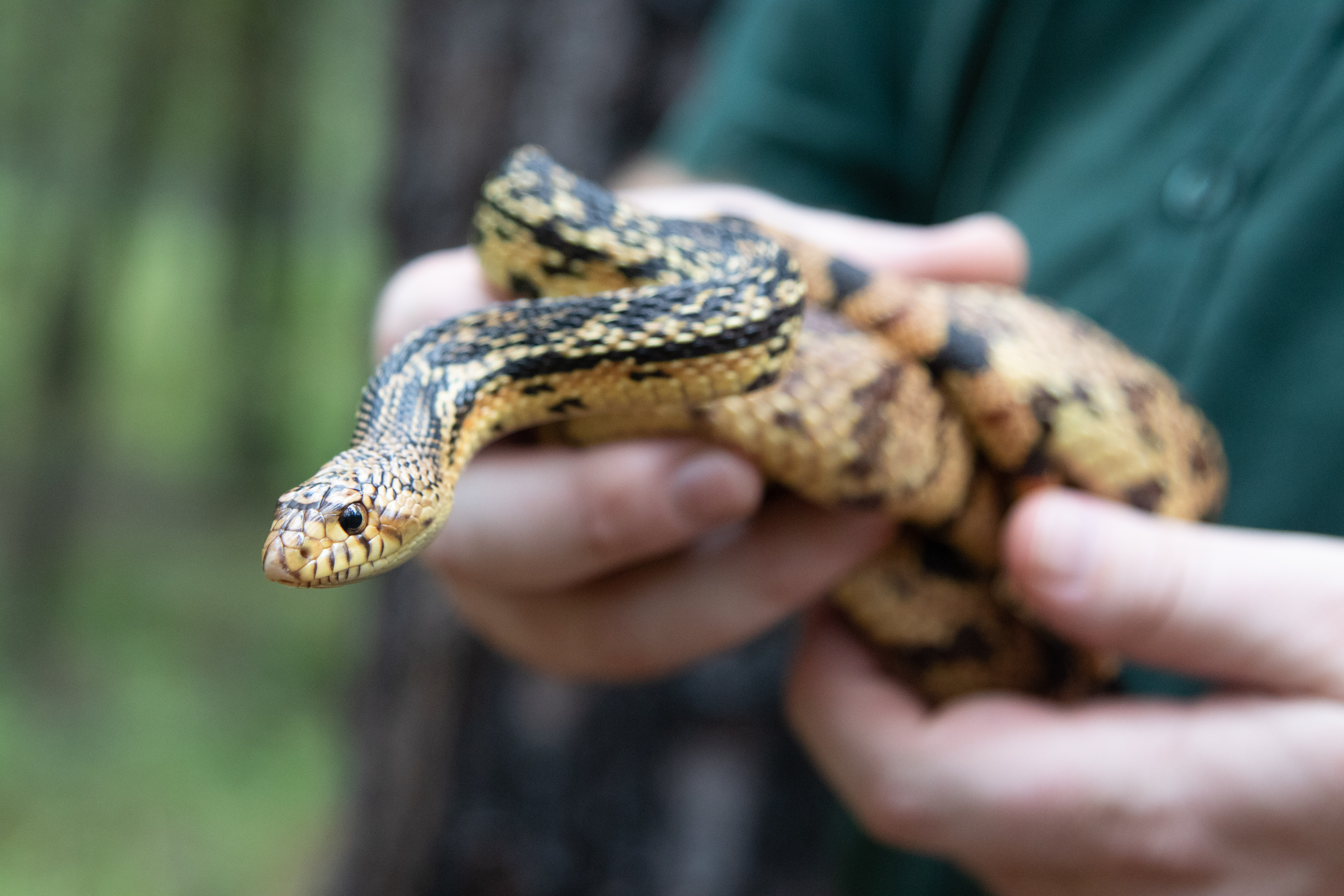 Audubon Zoo Releases Rarest Snakes in the United States