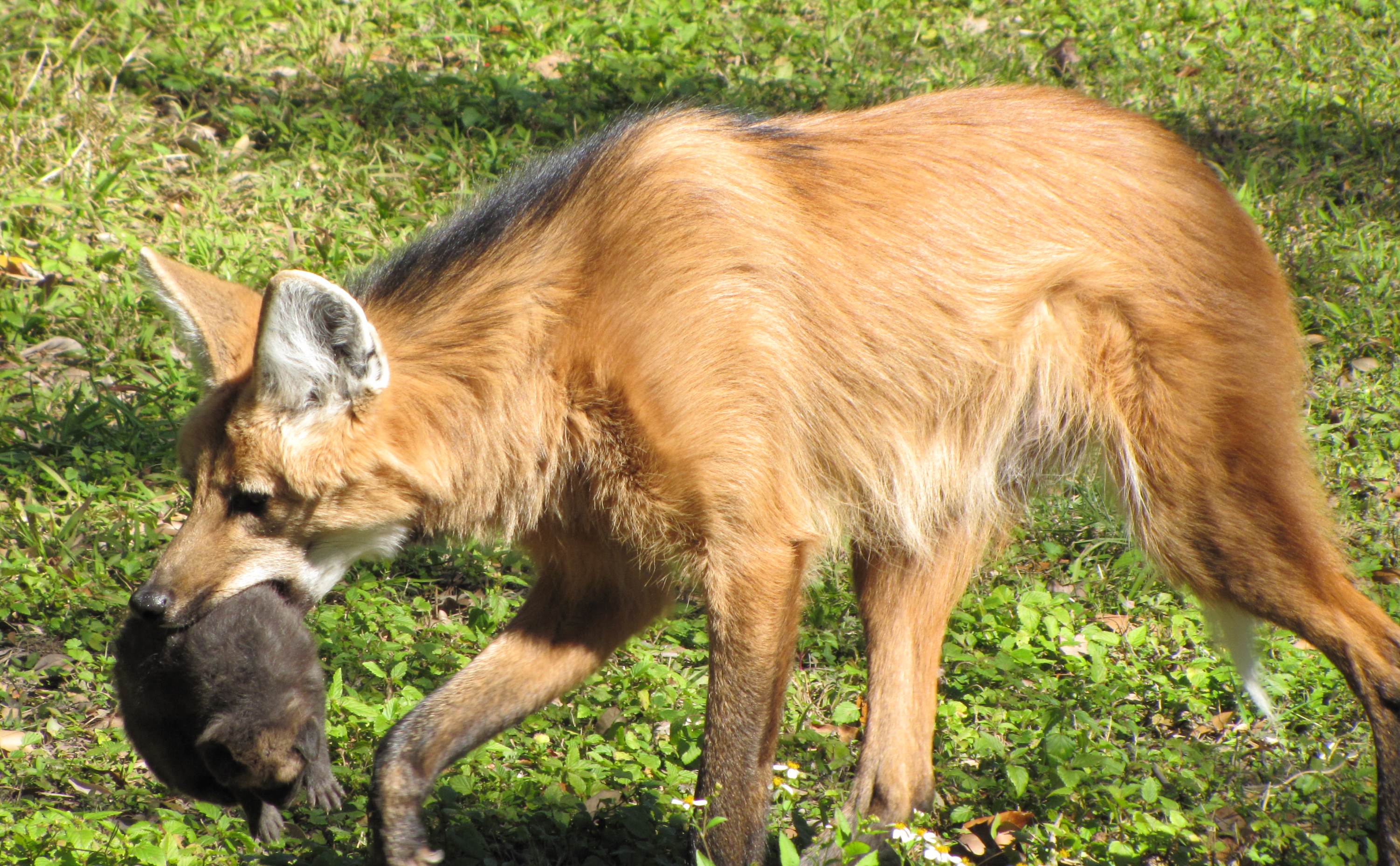 First Maned Wolf Puppies Born at Audubon Zoo