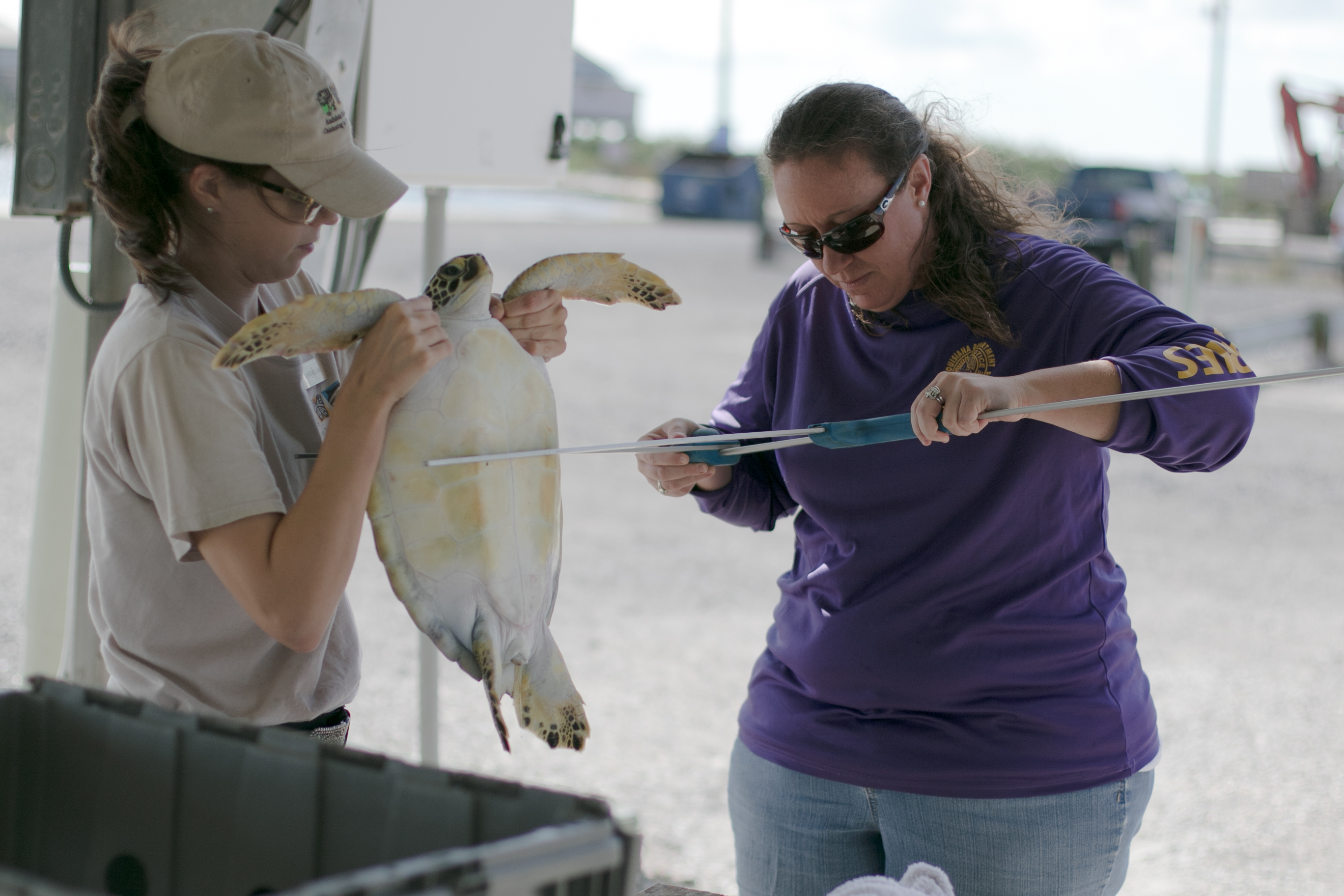 Injured Sea Turtle Rehabilitated and Released Back into the Gulf of Mexico