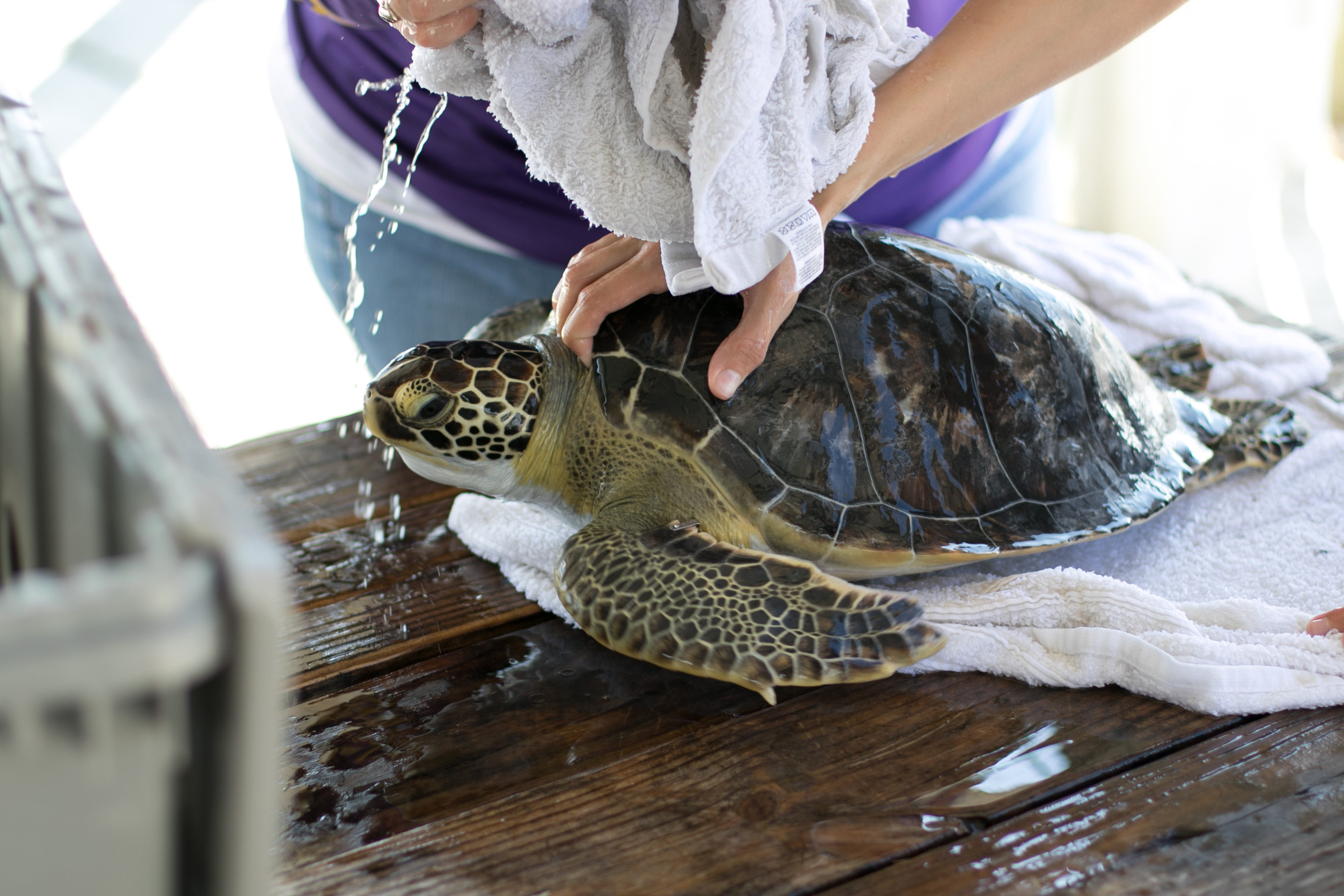 Injured Sea Turtle Rehabilitated and Released Back into the Gulf of Mexico