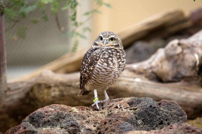 ZO.14.Birds.Burrowing.Owl.01 (1)