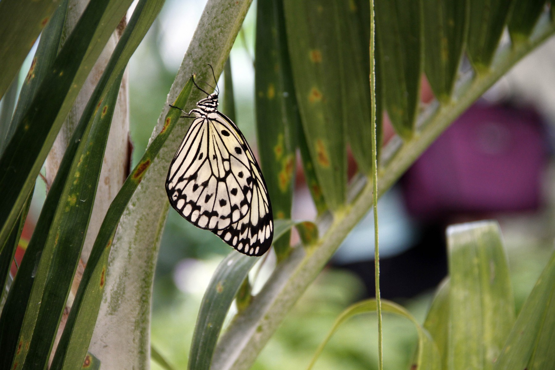 Sweet Stories From HersheyPA