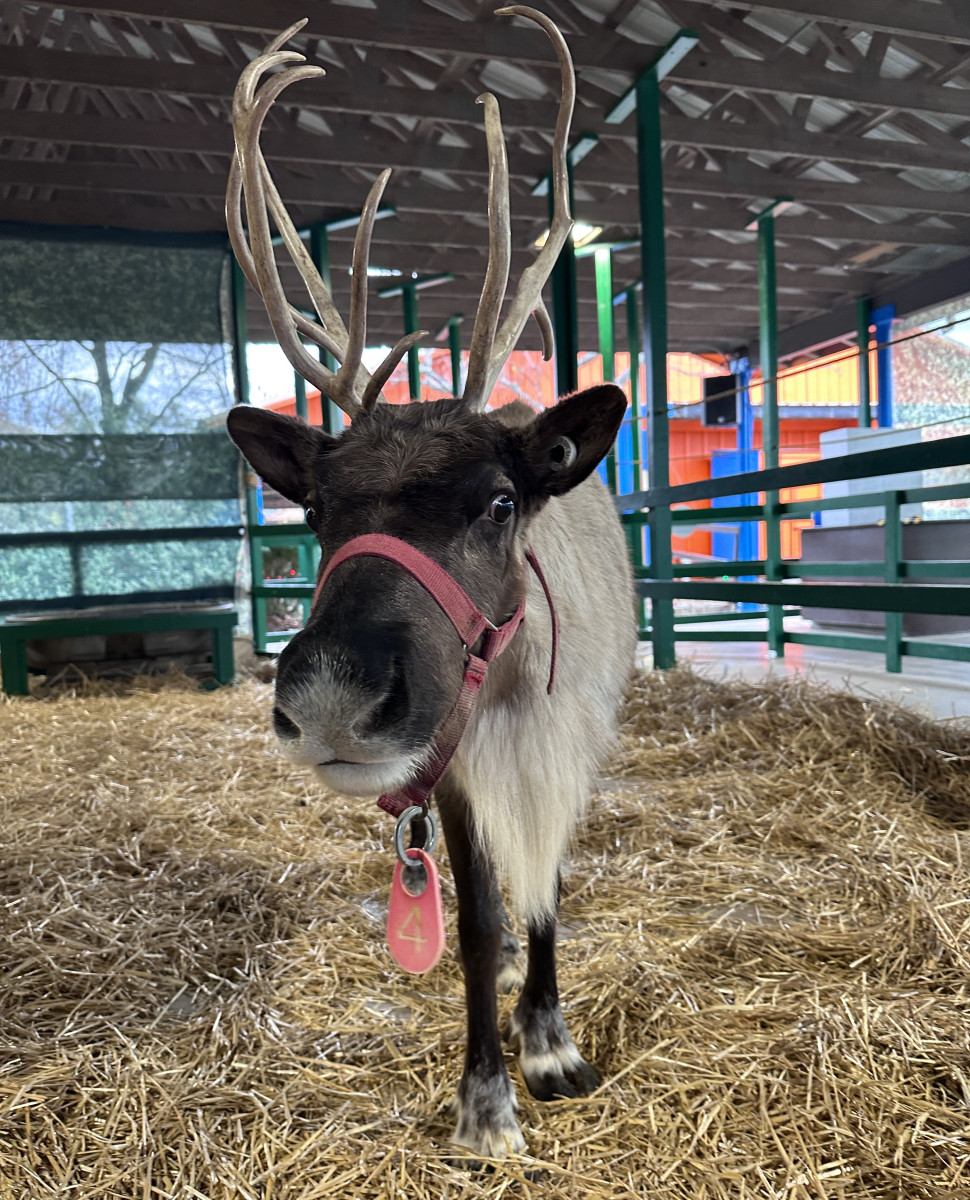 Guide to Santa's Reindeer at Hersheypark Christmas Candylane