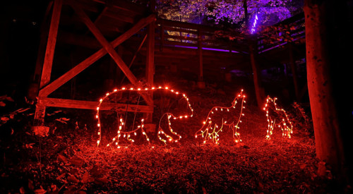 Top 10 Things to Do at Creatures of the Night at ZooAmerica