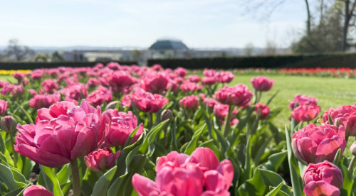 It's Tulip Time at Hershey Gardens 2026