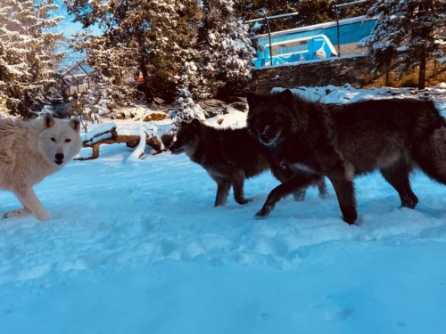 Nine Facts About ZooAmerica Animals in Winter