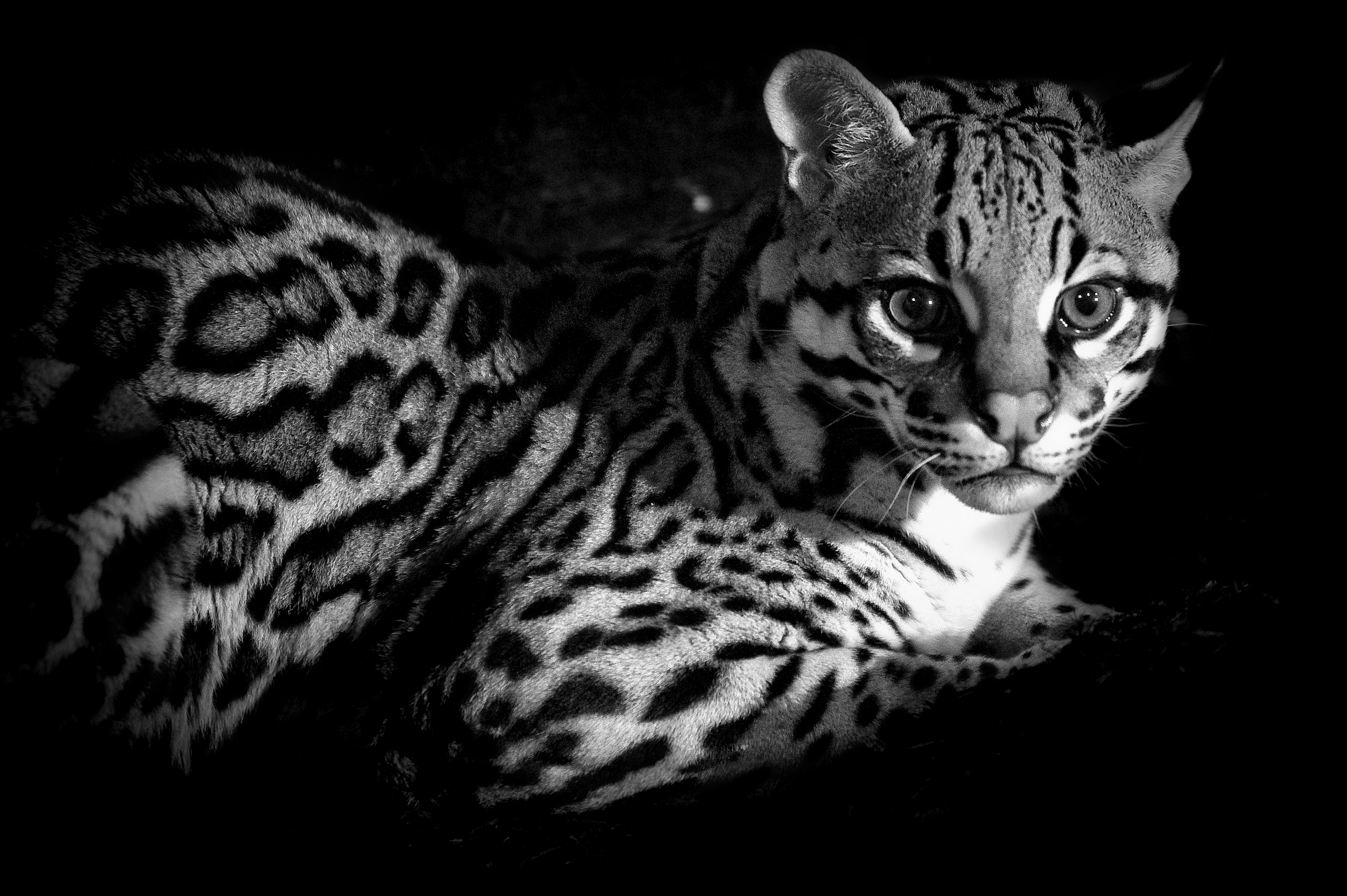 ZooAmerica Creatures Of The Night Runs Weekends Oct. 1127