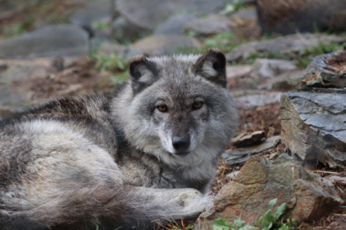 ZooAmerica Hosts Discovery Weekends in January 2026