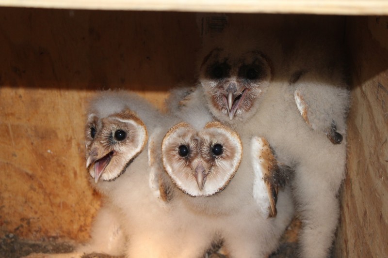Barn owl chicks