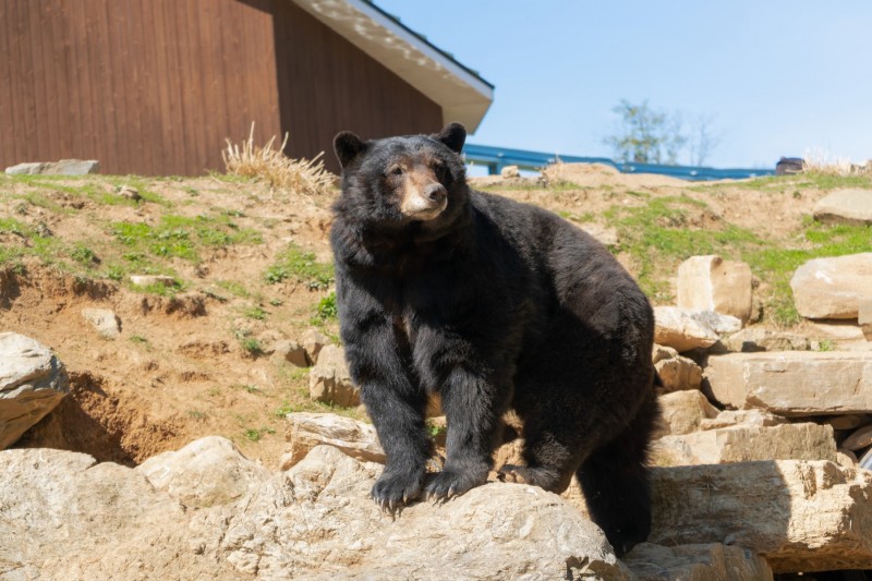 ZooAmerica_Black Bear on Rock_2022