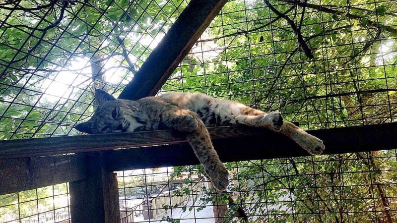 Keira the bobcat relaxing on ledge at ZooAmerica