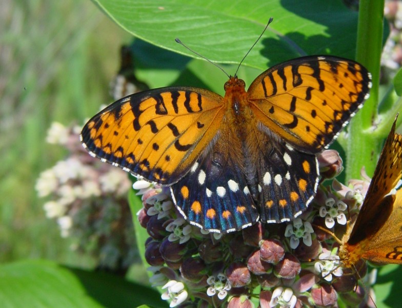 Male Regal Fritillary Butterfly at ZooAmerica Cropped