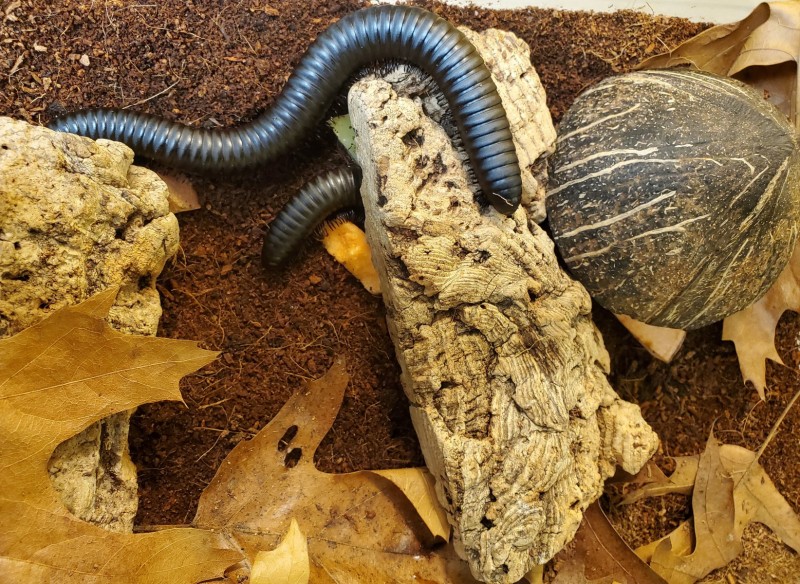 Millipede habitat ZooAmerica