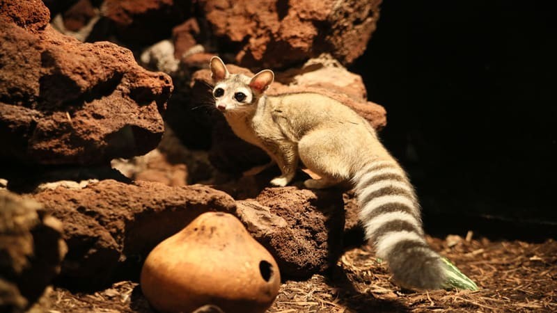 Ringtail at ZooAmerica