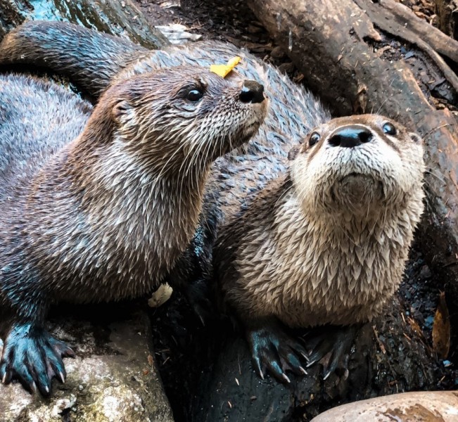 River otter pair at ZooAmerica