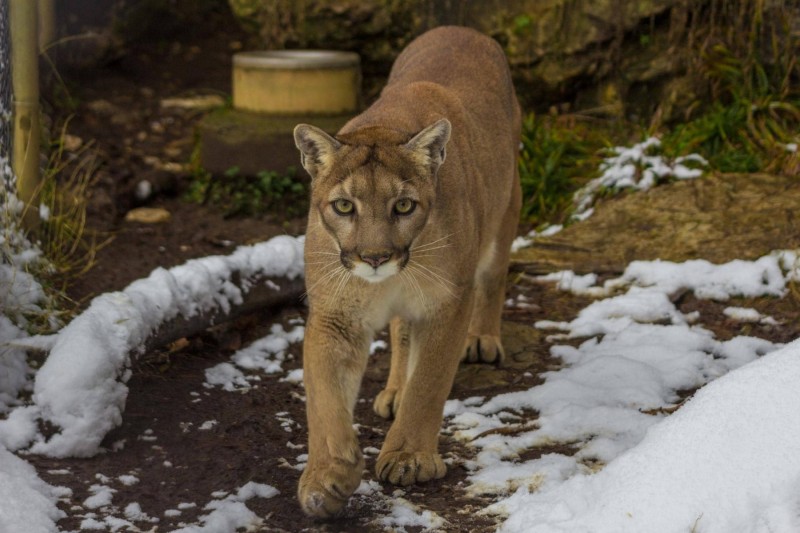 Rosa at ZooAmerica 4