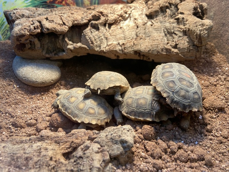 Stacked torts at ZooAmerica