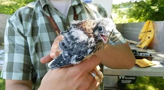 ZooAmerica American Kestrel