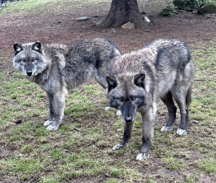 2023.Zoo.Wolf.FreyaHazel