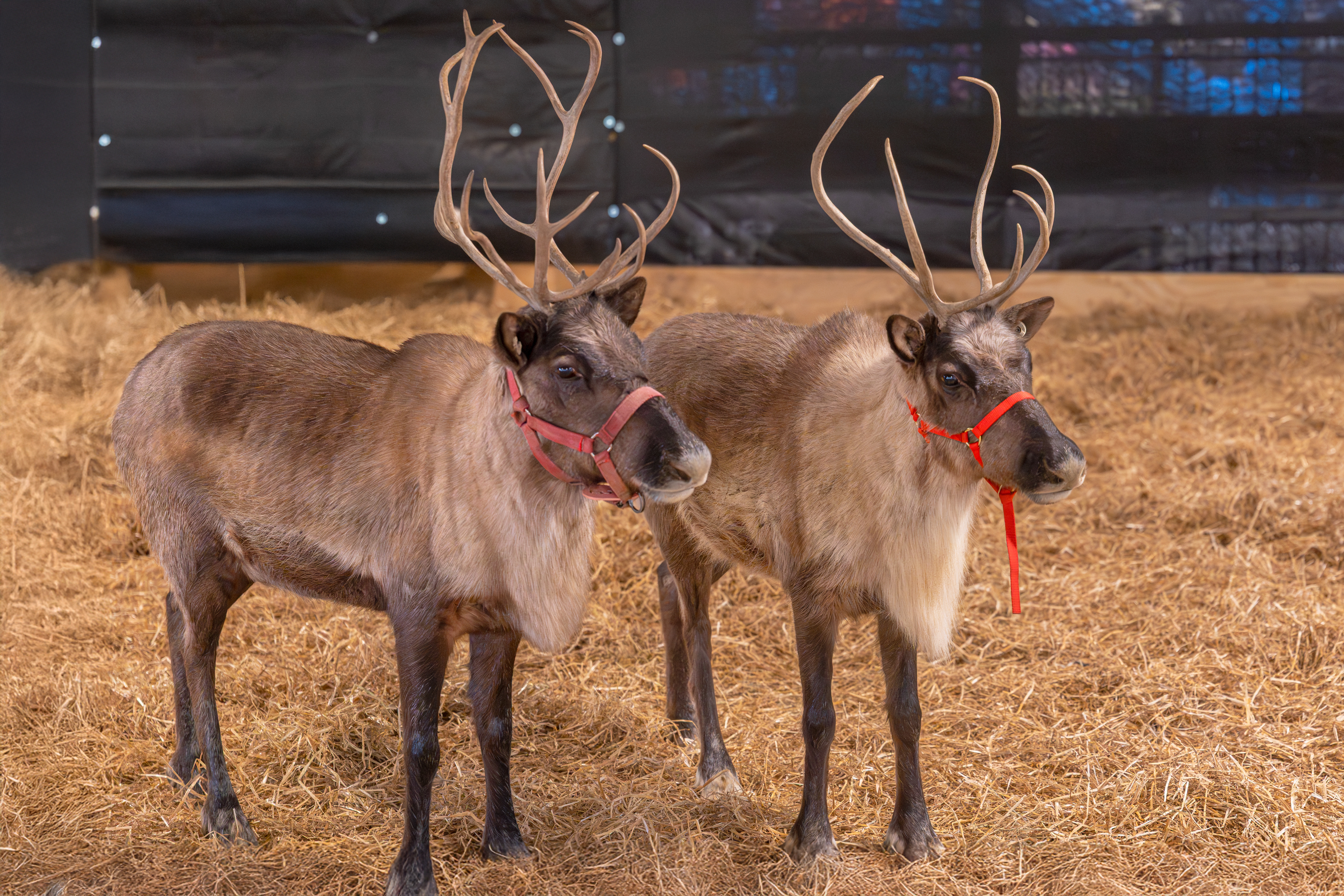 Hersheypark Christmas Candylane and Hershey Sweet Lights Now Open