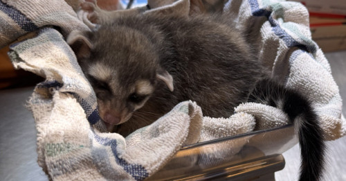 ZooAmerica Announces Birth of Ringtail Kit