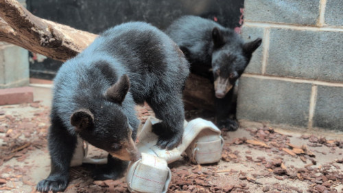 ZooAmerica Welcomes Orphaned Black Bear Cubs Briar and Bramble