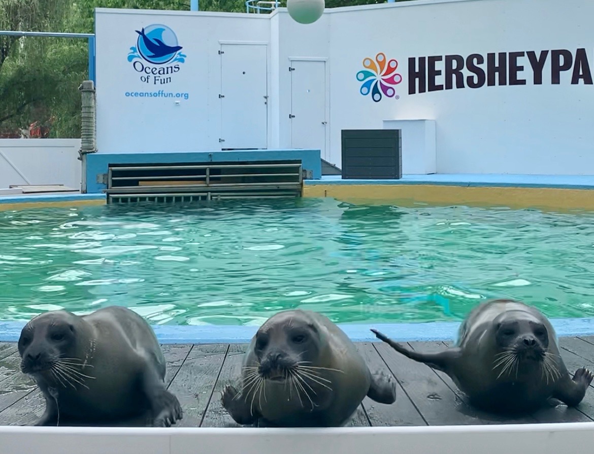 Entertainment and shows in Hersheypark for summer 2023