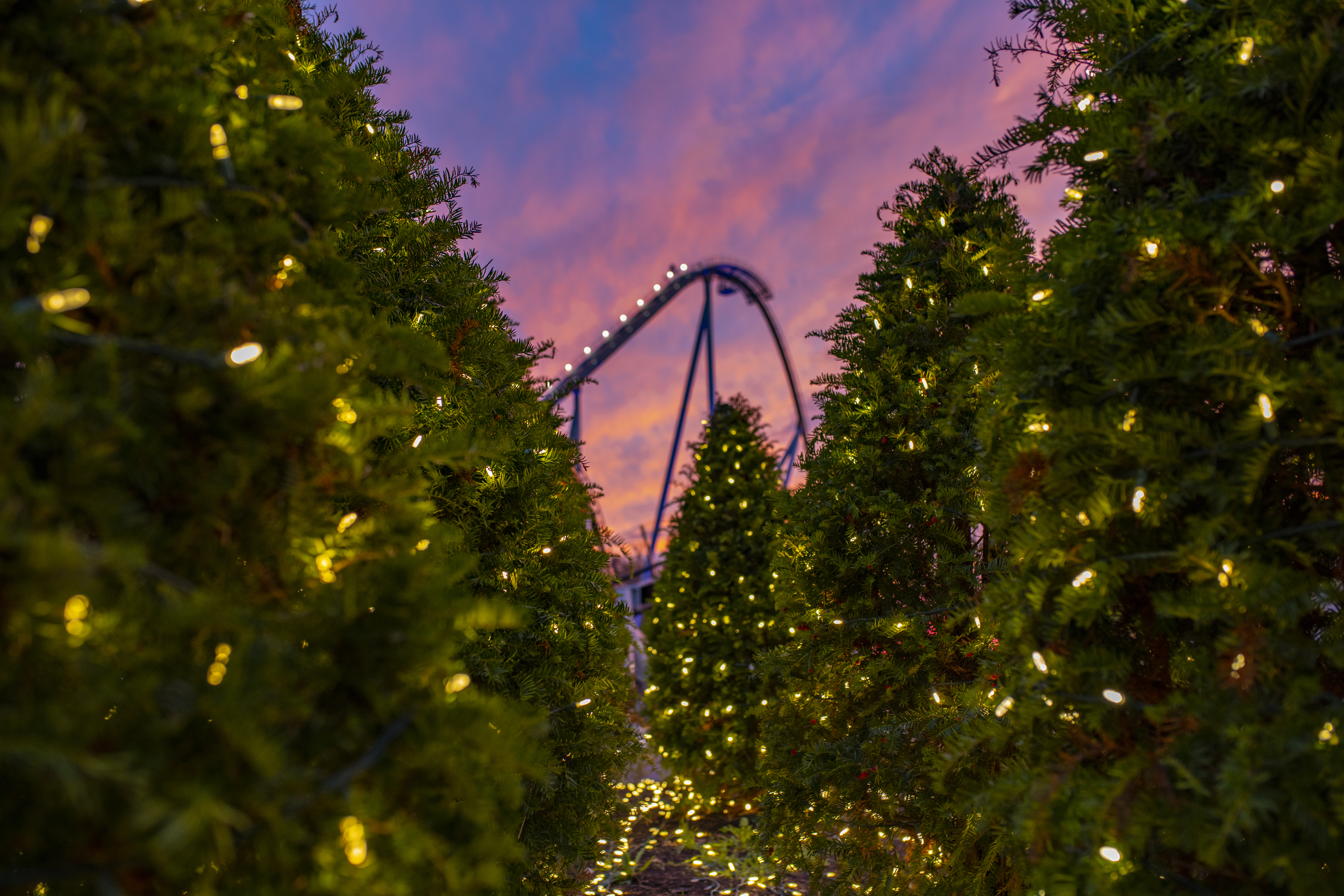 Places to Celebrate National Christmas Tree Day in Hershey