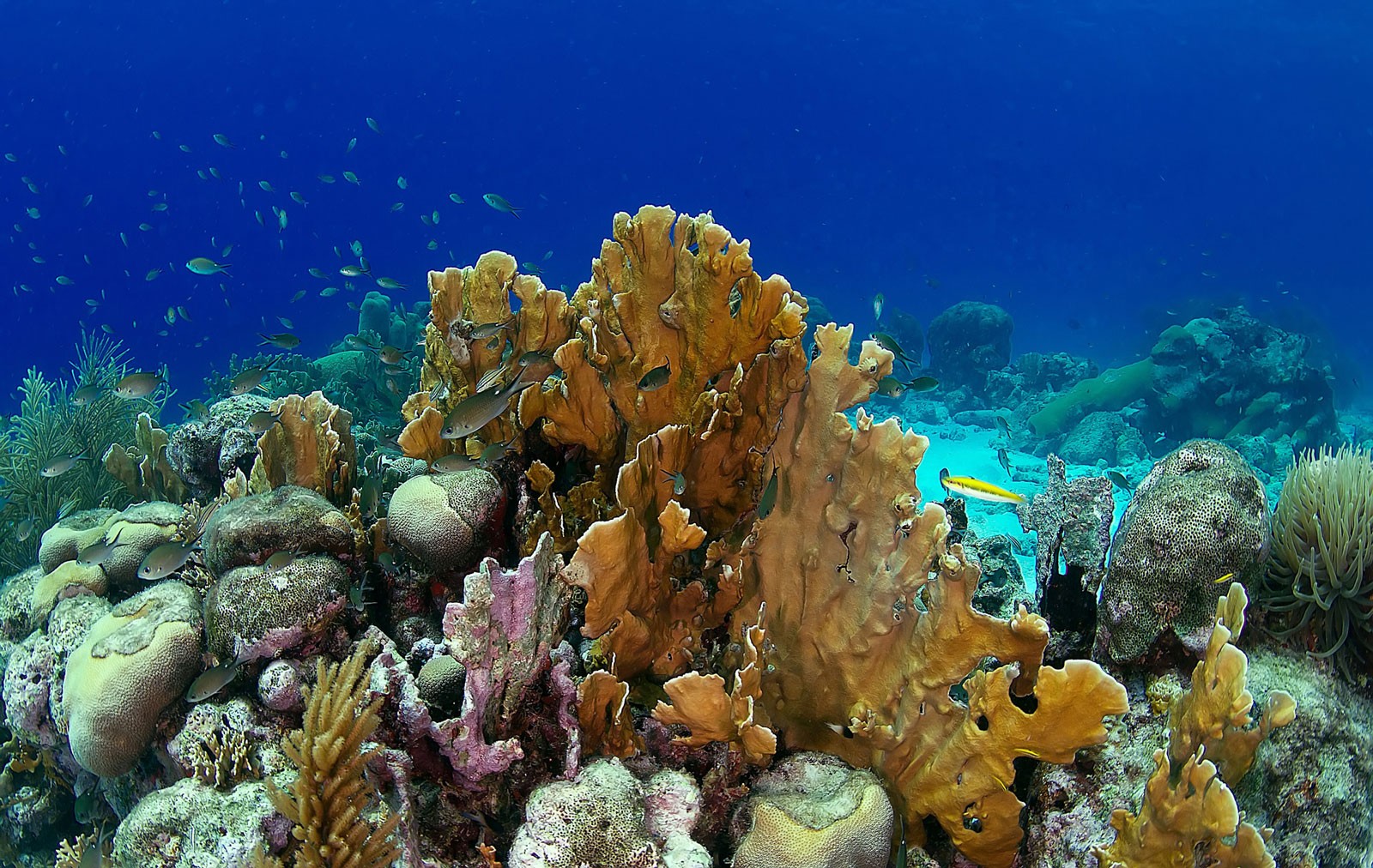 Curacao in 10 MustDive Destinations For 2019