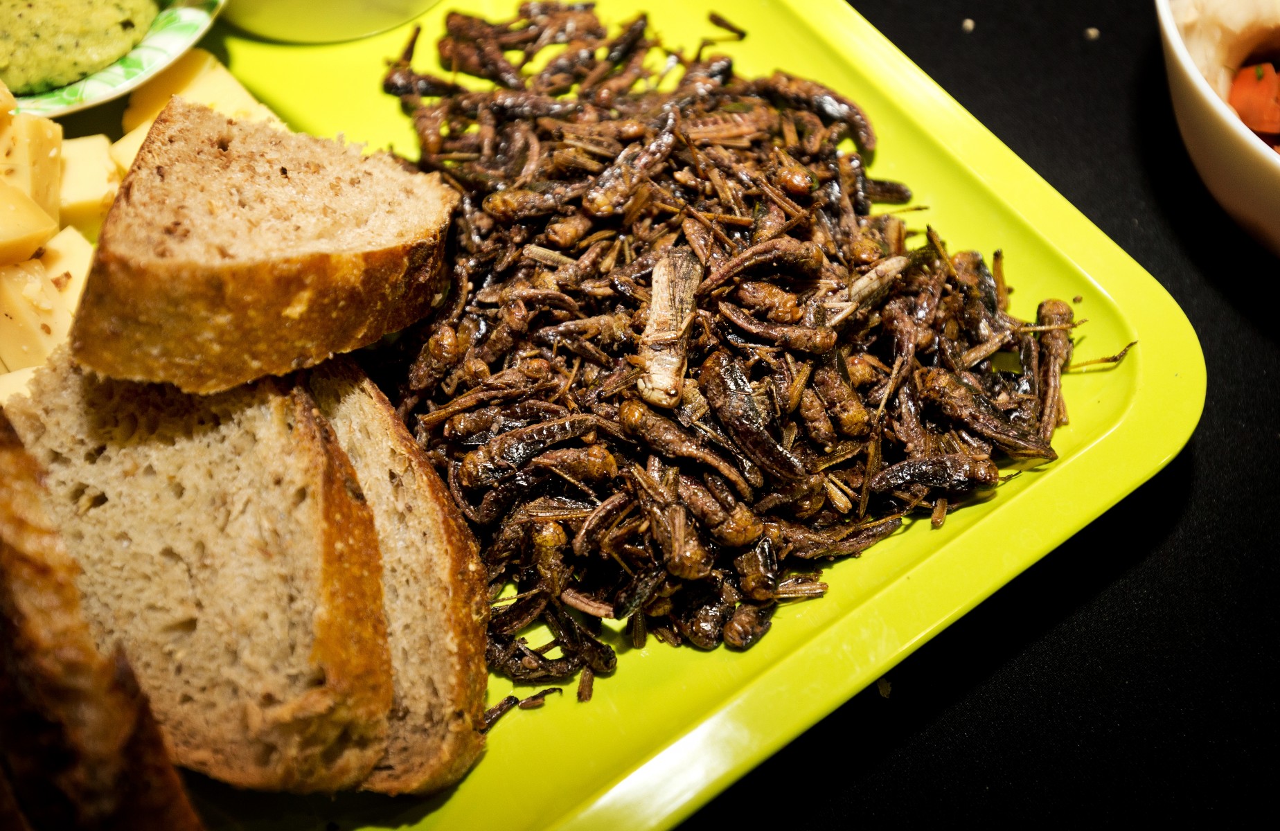 Wereldvoedseldag waarom we beter insecten kunnen eten Wereldvoedseldag waarom we beter insecten kunnen eten