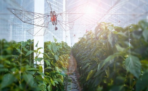 Fladderende drones helpen kwekers plagen en ziekten te bestrijden