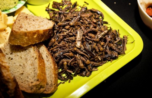 Wereldvoedseldag: waarom we beter insecten kunnen eten