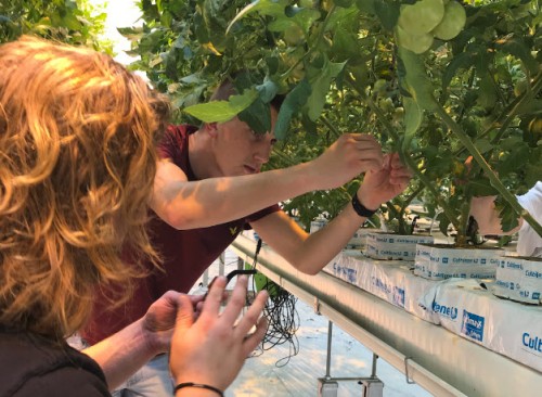  Nieuwe projecten van start in Ideal Research Greenhouse Lab