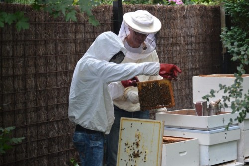 Grote subsidie voor onderzoek naar bijengezondheid