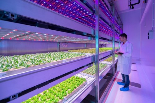 Tweede mini-college voor vroege vogels: Urban Farming