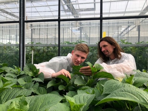 Hoe hortensia's student, teler en onderzoeker met elkaar verbinden