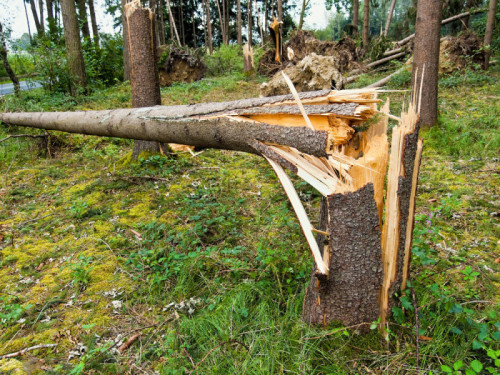 ‘Steeds vaker verwondingen door vallende bomen: meer beleid nodig’