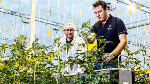 Inholland Academy start nieuwe opleiding Management in de glastuinbouw in Delft