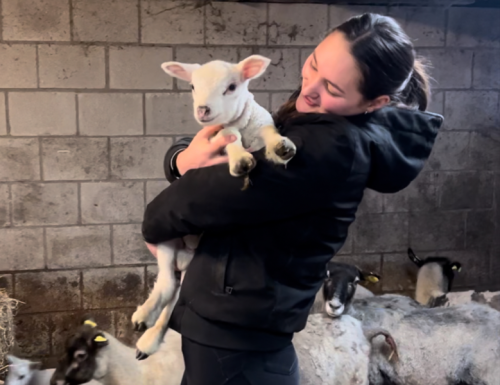 Dierenartspraktijken versterken hun inzet voor duurzaamheid