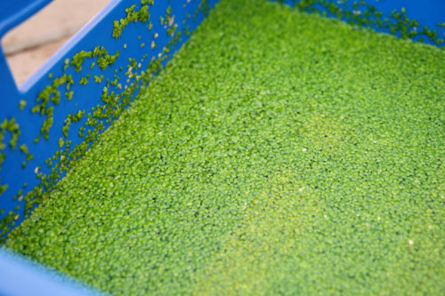 Wie wil er nog een waterlinzen-ijsje?