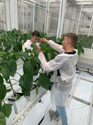 Green Juniors maken impact in de tuinbouwsector