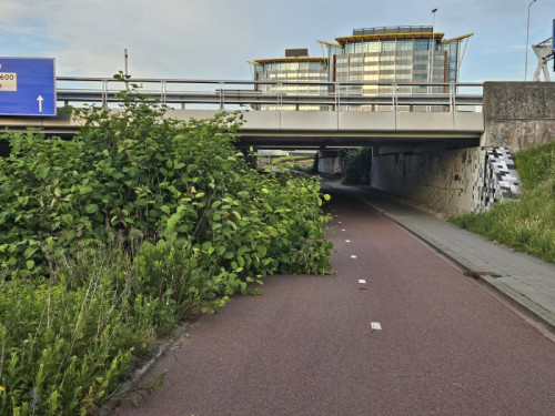 'Ecologisch maaien is als pleisters plakken'