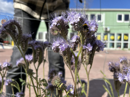 Biodiversiteit in de Sluisbuurt - een expositie en filmvertoning