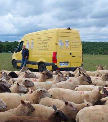 Sprinter Tondeur de moutons