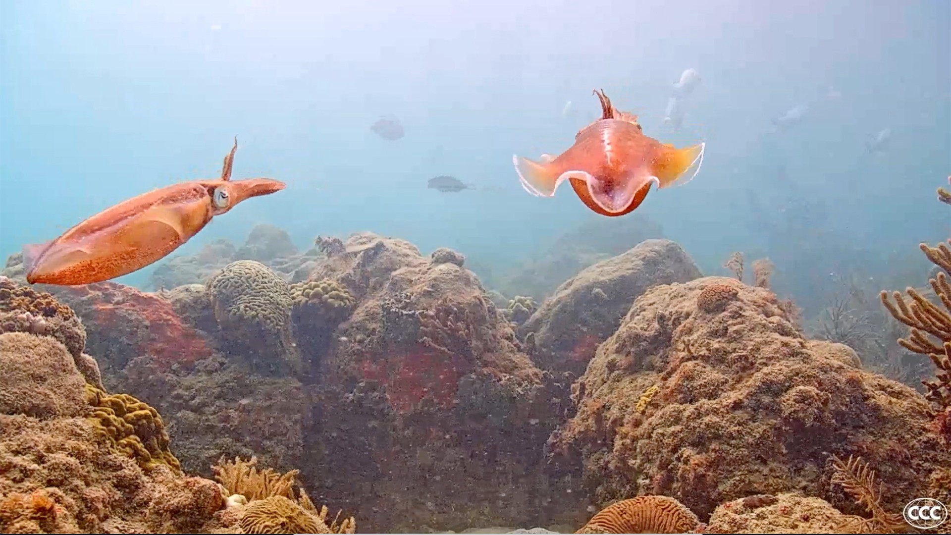 Now showing Video project starring Miami’s Coral Reef