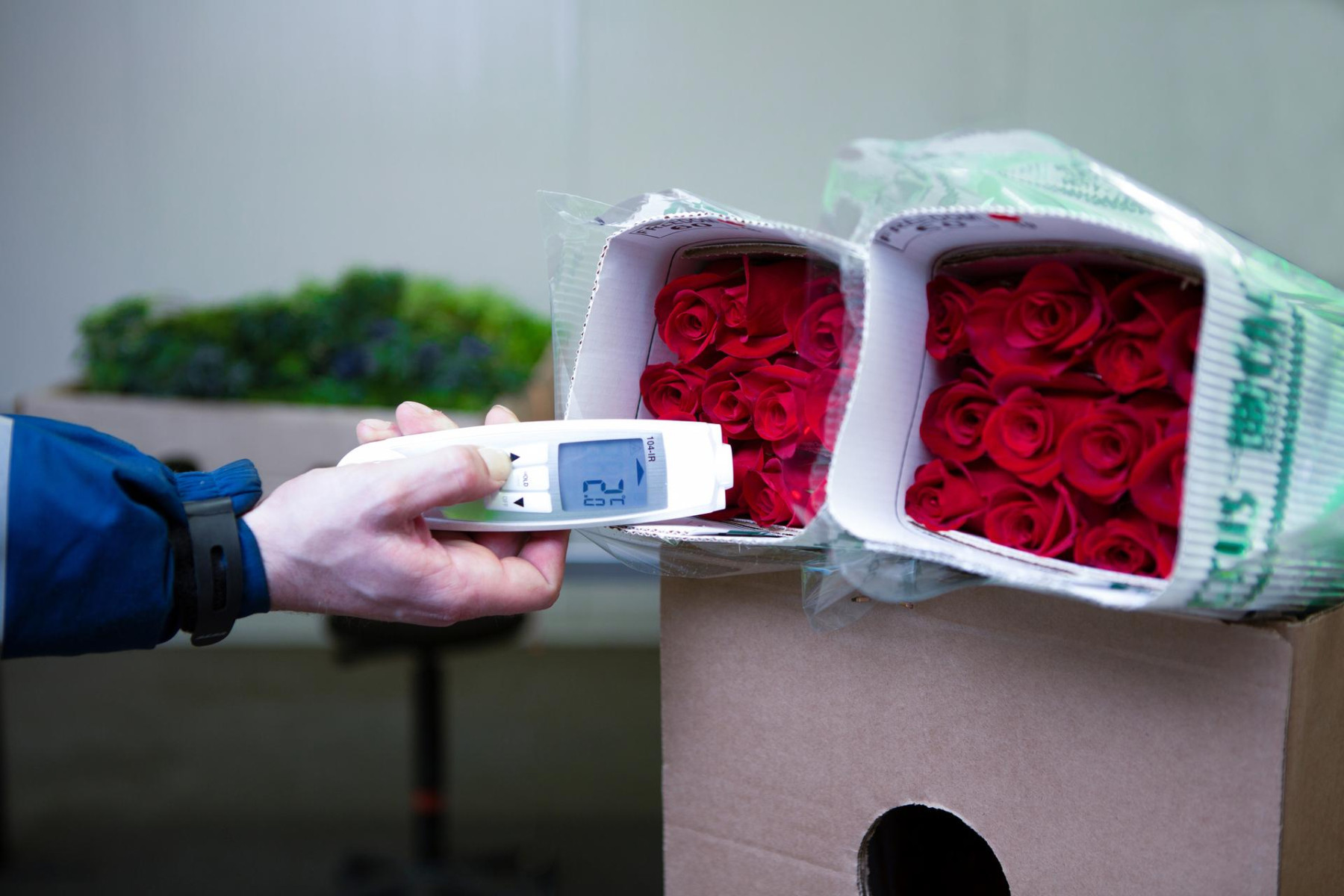 Temperature measurement of flowers